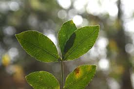 Image result for Zanthoxylum capense