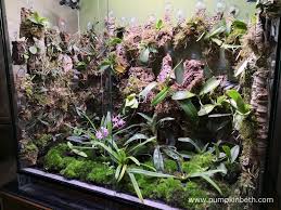 8 x 8 glass terrarium clear $ 24.05. Setting Up My New Rainforest Terrarium Pumpkin Beth