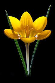 Pin On Flowers