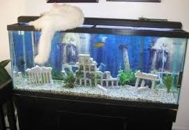 Freshwater Tanks Page 97 Fish Tank Themes Fresh Water Fish Tank Fish Tank