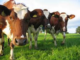 Farming Shared By Lassensloves Com Livestock Branding Cattle Farming Livestock Farming