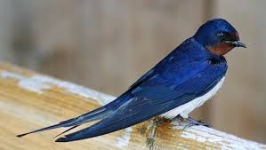 Die umwelt schon selbst dafür das nur gesunde tiere überleben u. Vogel In Sperrzonen Haben Sich Mit Radioaktivitat Arrangiert Ingenieur De