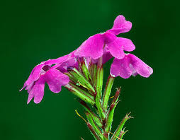 Image result for Verbena aristigera