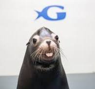 Sea lions returning to Georgia Aquarium next month with new ...