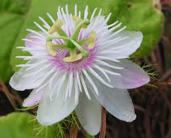 Image result for Passiflora foetida