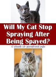 Pin On Cat Spray Flea And Tick