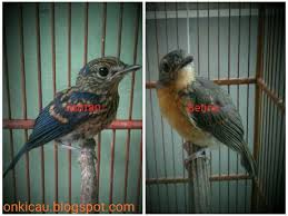 Download suara burung decu gacor panggilan masteran suara di alam liar dan berbagai macam jenis suara lainnya dalam format mp3. Ciri Ciri Perbedaan Trotolan Tledekan Gunung Jantan Dan Betina On Kicau