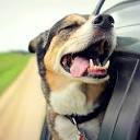 Camp Becca - Pet Taxi Services New Jersey
