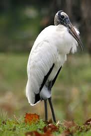 Wood Stork Ptichki Pticy Rajskie Pticy