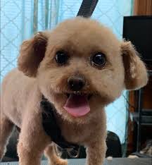 Dusty Dog Day Spa added a new photo.