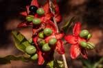 Image result for Ochna macrocalyx