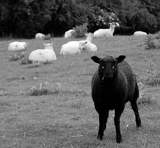 Black And White Sheep Breeds Nz Black And White Mouton Dessin