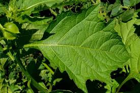 Image result for Nicandra physalodes