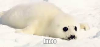 Lmao Seal Gif Lmao Seal Baby Harp Seal Discover Share Gifs