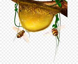 Beberapa lebah madu dan ilustrasi sarang lebah kuning, lebah madu barat gambar honeycomb. 30 Gambar Sarang Lebah Kartun Terbaik Riwayat Gallery