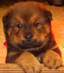 Links going to dogs mixed with the bernese mountain dog with dog information and pictures. Berner Chow Dog Breed Information And Pictures