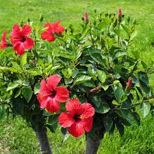 Image result for Hibiscus