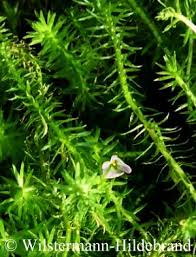 Image result for Mayaca baumii