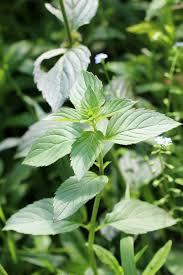 Image result for Thomandersiaceae