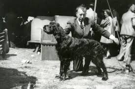 Image result for skotský setr gordonsetr