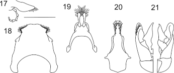 Image result for Corycium dracomontanum