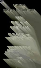 Image result for Oldfieldia macrocarpa