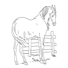 Het is een paard met een lange hoorn op zijn voorhoofd. Leuk Voor Kids Een Paard In De Wei