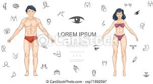 Perfect for patients and students. Cartoon Human Anatomy Concept Cartoon Human Anatomy Concept With Man And Woman Different Body Parts And Internal Organs Canstock