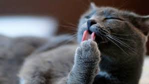 furminator dlya koshek nezamenimyj gadzhet dlya gruminga i domashnego uhoda smotri bolshe http kot pes com furminator dlya koshek cats animals