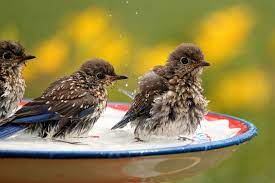 Washington dc also referred to as the district of columbia, washington, the district, or dc, is unique among american cities because it was established by the constitution of the federal district: These Are The Official State Birds Of All 50 States And D C