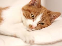 How is the diagnosis of stomach cancer made in cats and dogs? Stomach Cancer In Cats Causes Symptoms Treatment All About Cats