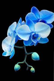 Top 10 Crazy Looking Flowers That Will Surprise You Pouted Online Magazine Latest Design Trends Creative De Beautiful Orchids Orchid Flower Blue Orchids