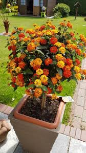 Image result for Lantana ukambensis