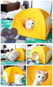 Kedi Cadiri Yapalim Cat S Tent Kedi Cats Yaratici