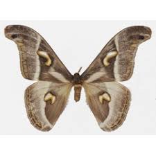 Image result for Neoboutonia melleri