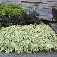 Image result for hakonechloa macra nicolas