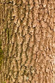 Image result for tree bark