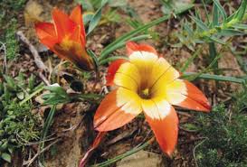 Image result for Diaphananthe lorifolia