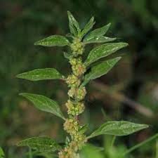 Image result for Parietaria debilis