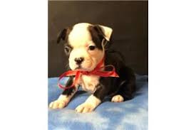 (over 1800 dogs trained since 2012 alone) pic. Boston Terrier Puppies Texas Craigslist Pets Lovers