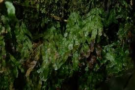 Image result for Polyphlebium