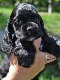 Solda Is Such A Gorgeous Black Girl Black Cocker Spaniel Puppies Cocker Spaniel Puppies Spaniel Puppies