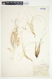 Image result for Aristida diffusa