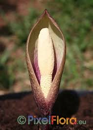 Image result for Amorphophallus abyssinicus