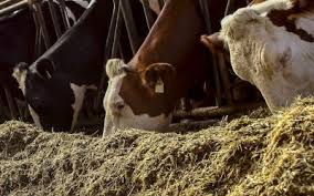Cell wall as animal feed. Yeast Cell Wall All About Feed