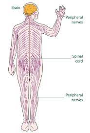 Do you know how the human brain works to process info? Labeled Picture Of The Nervous System Diagram Of The Nervous System For Kids Nervous System Pinterest Koibana Info Nervous System Diagram Nervous System Nervous System Anatomy