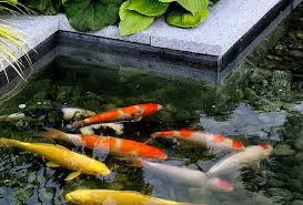 Namun, merawat ikan koi diperlukan komitmen hingga menyediakan kolam ikan yang layak. Kolam Ikan Depan Rumah Menurut Islam Sedang