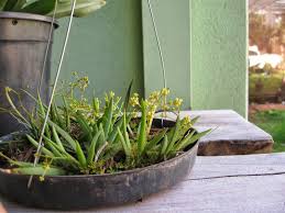 Trizeuxis Falcata Orchids Bromeliads Plants