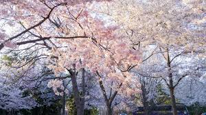 We did not find results for: Flowering Trees 4 Picks For Fast Colorful Growth Fastgrowingtrees Com