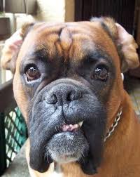 Image result for ochrana chrupu